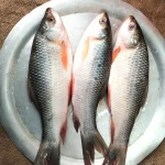 দেশীয় রুই মাছ